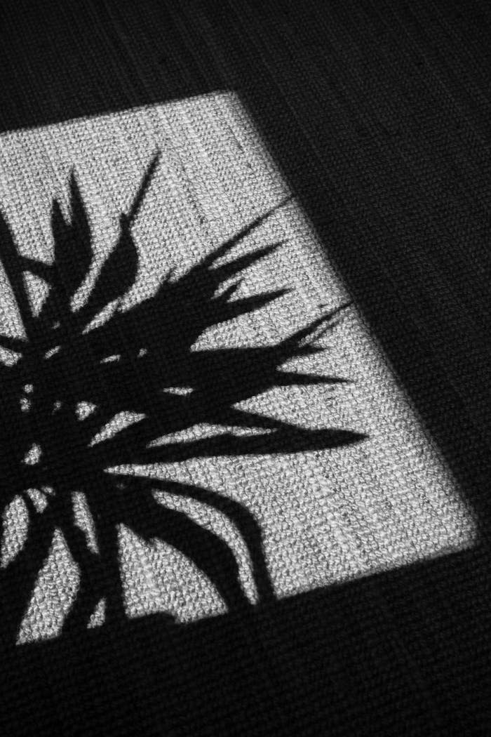 Black and white artistic capture of a plants shadow on a textured surface, creating a striking visual effect.