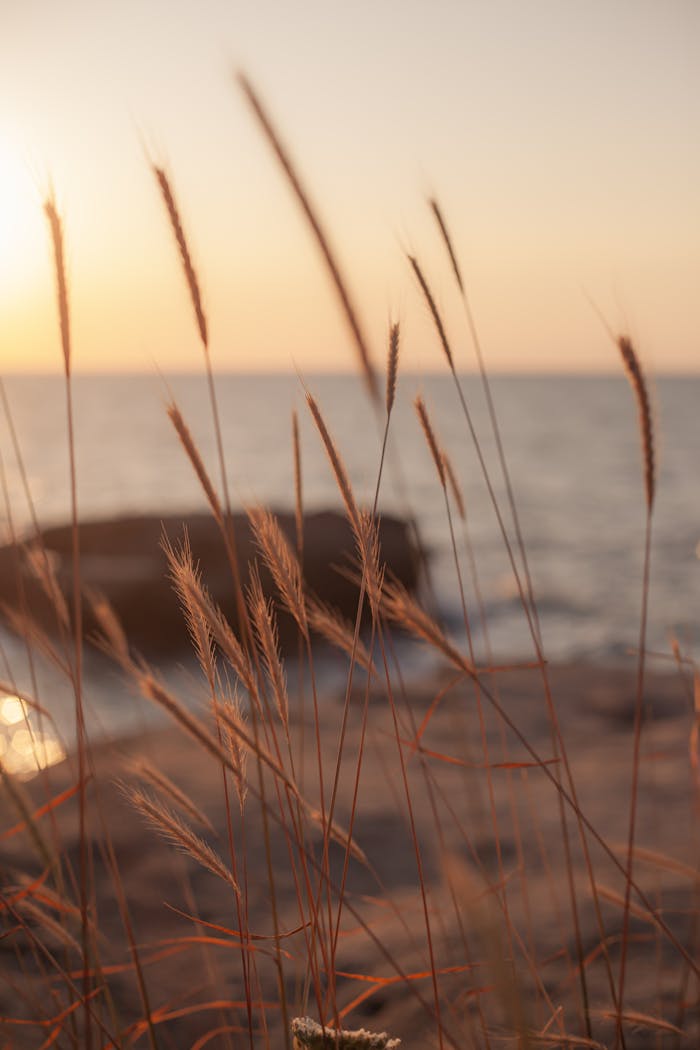 Peaceful sunset by the sea with seagrass in focus, ideal for serene nature themes.